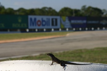 Sebring 2019 - 12 Heures et WEC